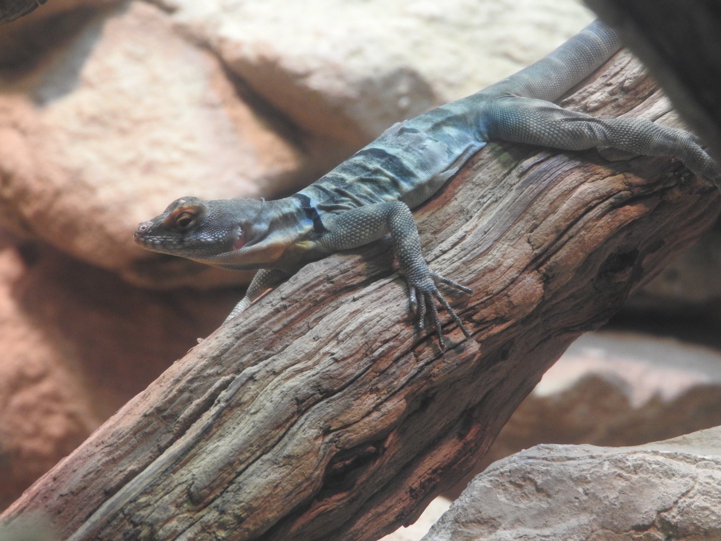 Baja Blue Rock Lizard