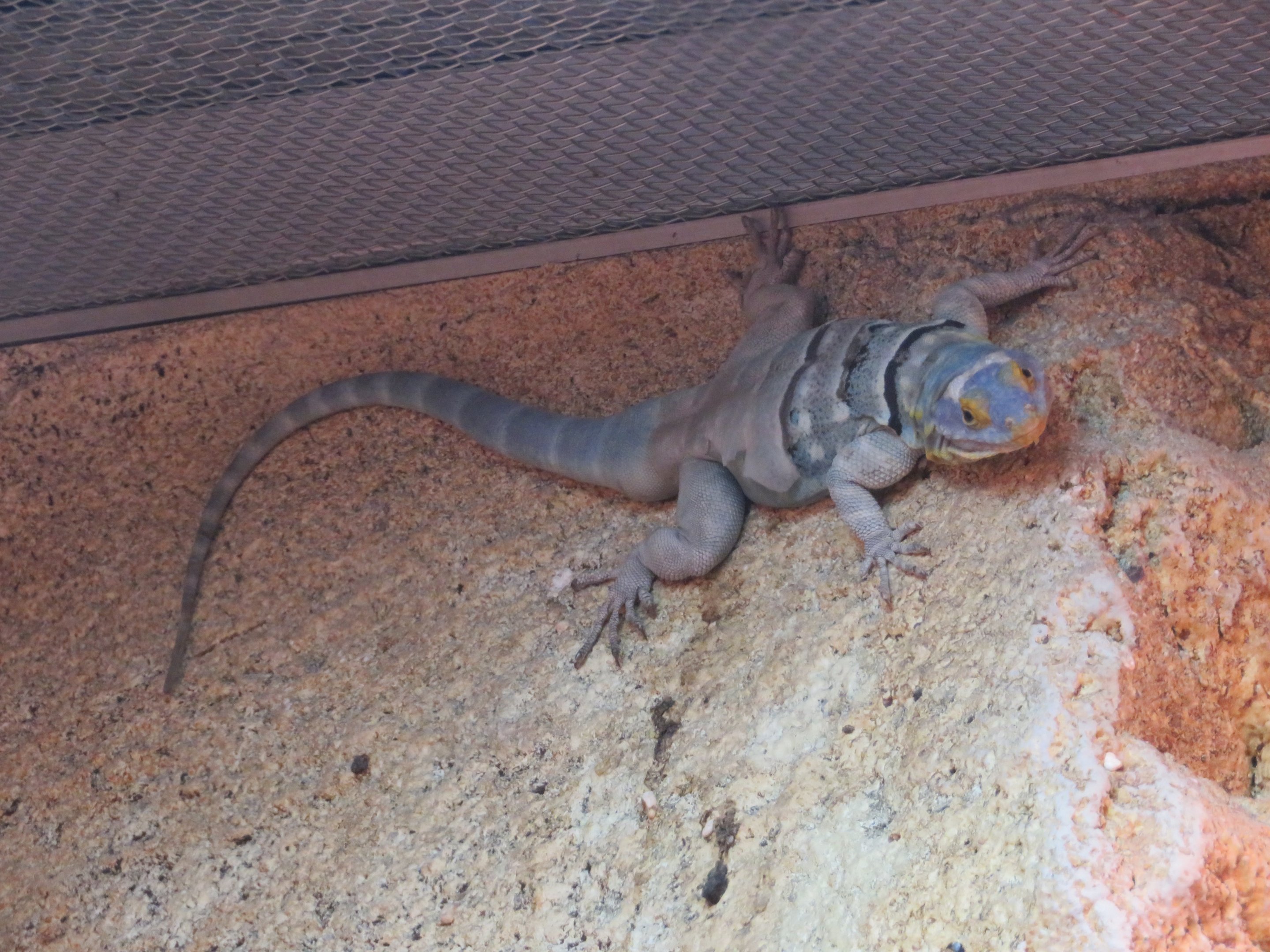 Baja Blue Rock Lizard