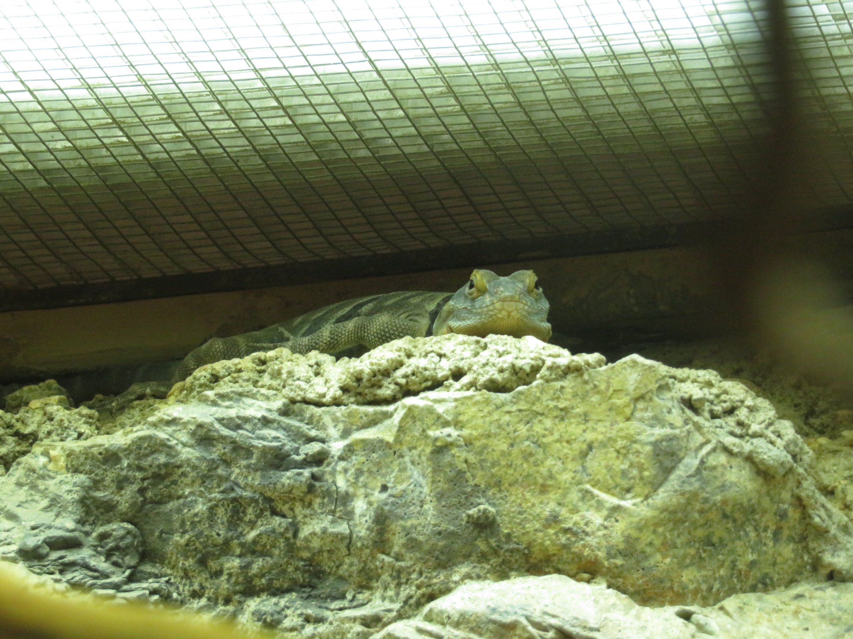 Baja Blue Rock Lizard