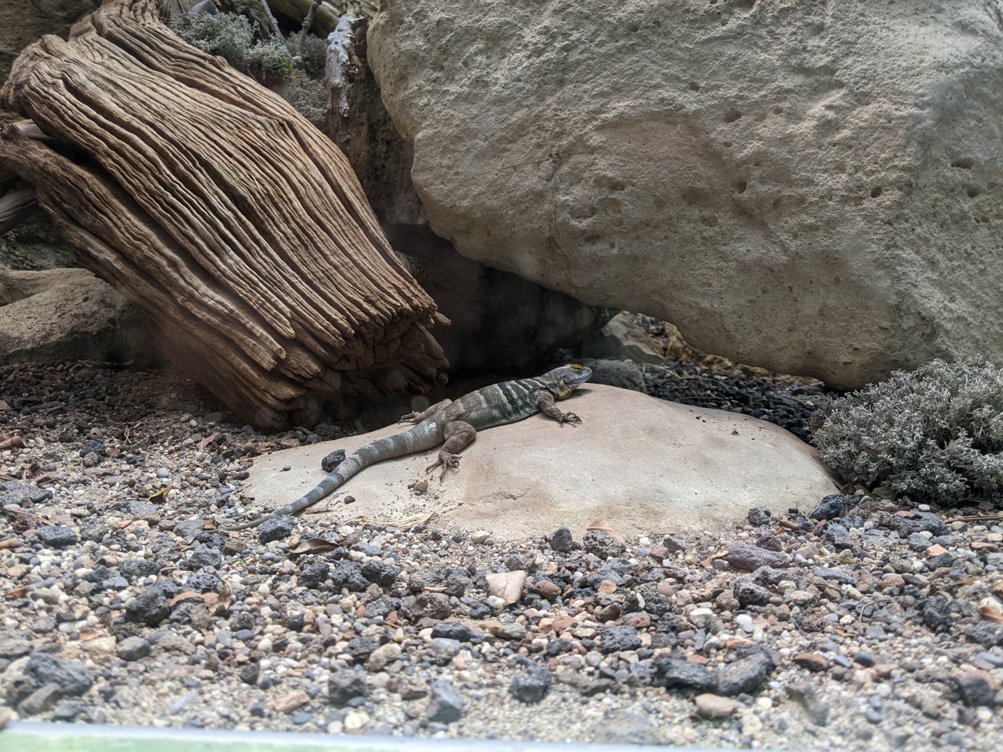 Baja Blue Rock Lizard