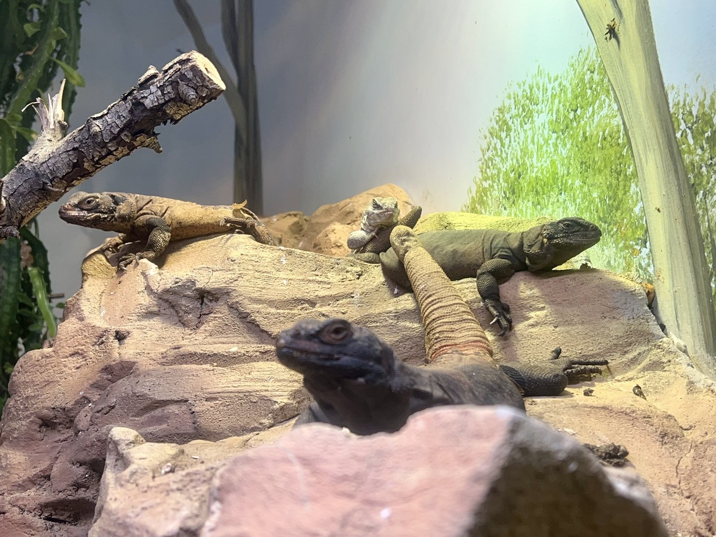 Baja Blue Rock Lizards