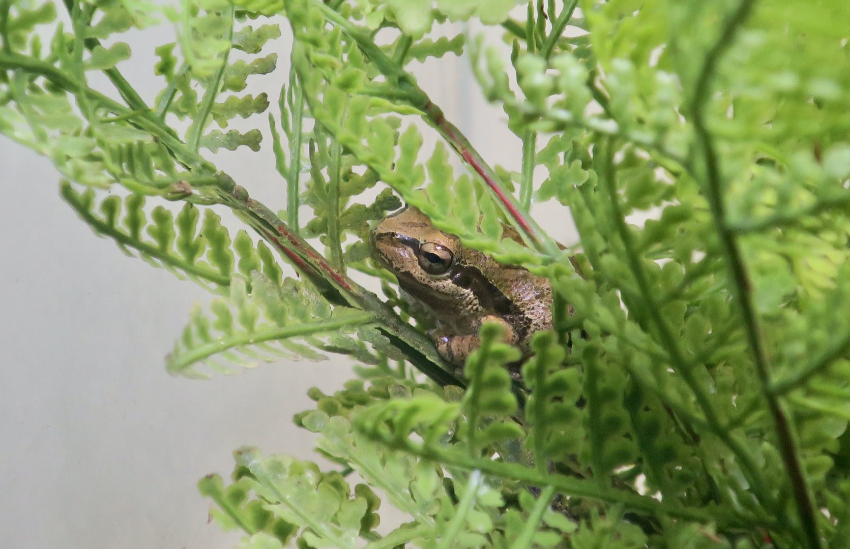Baja California Chorus Frog (Pseudacris hypochondriaca)