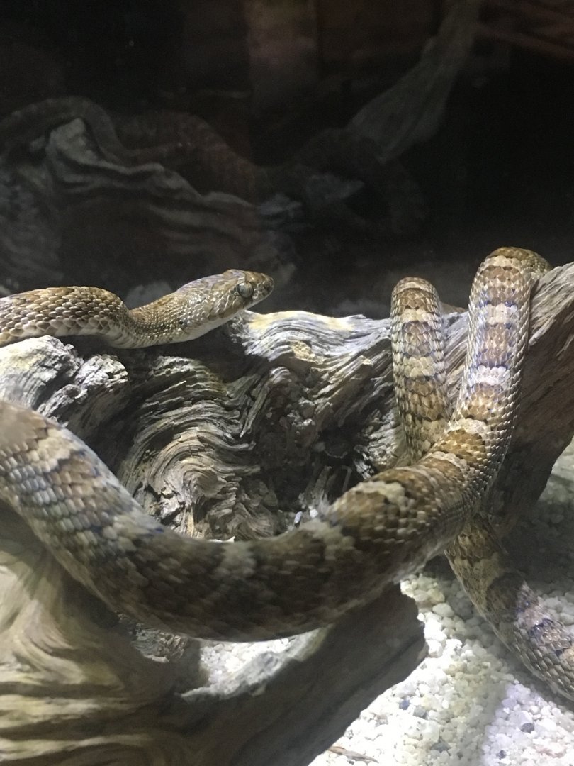 Baja California Lyre Snake