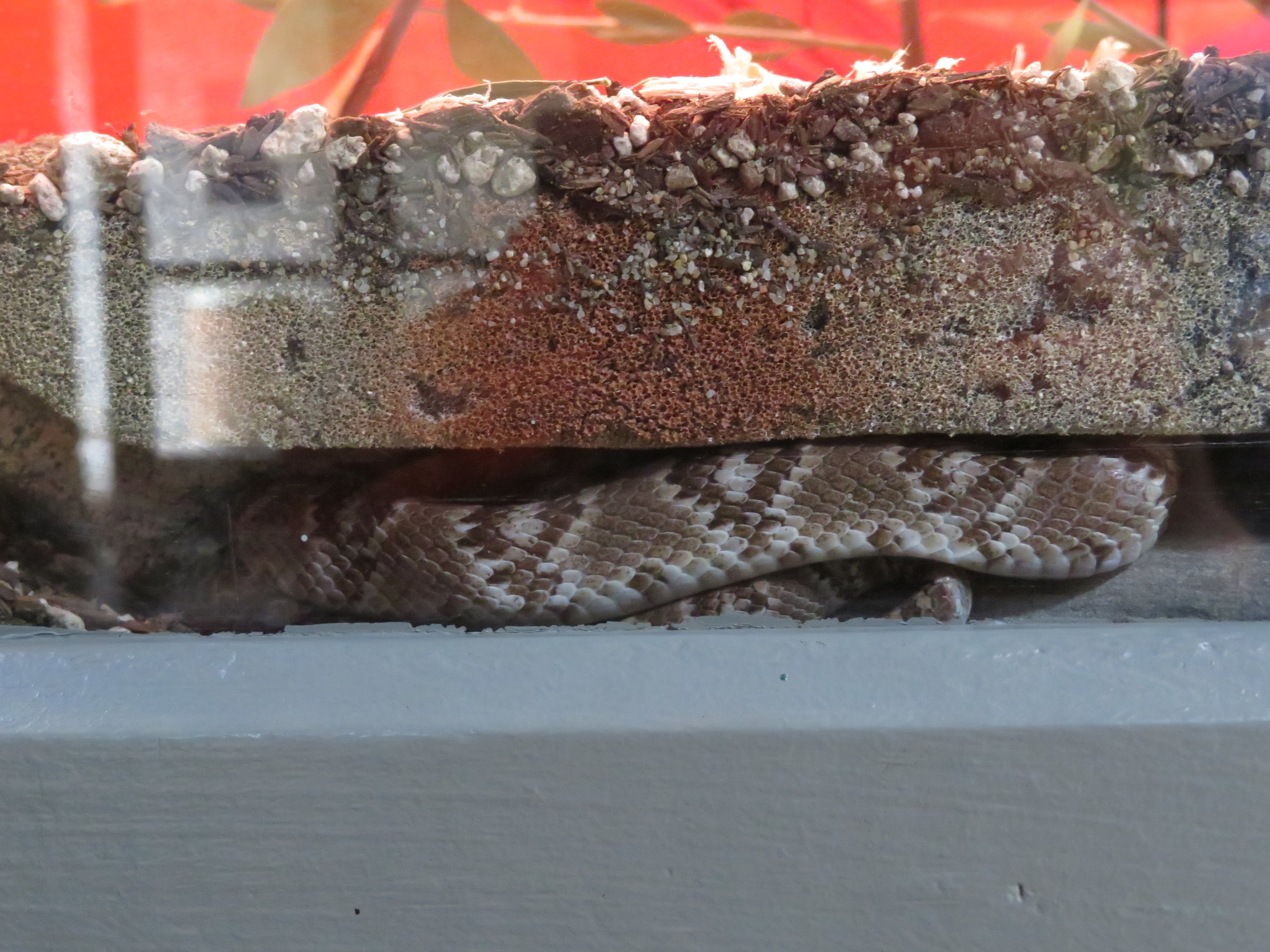 Baja California Lyre Snake