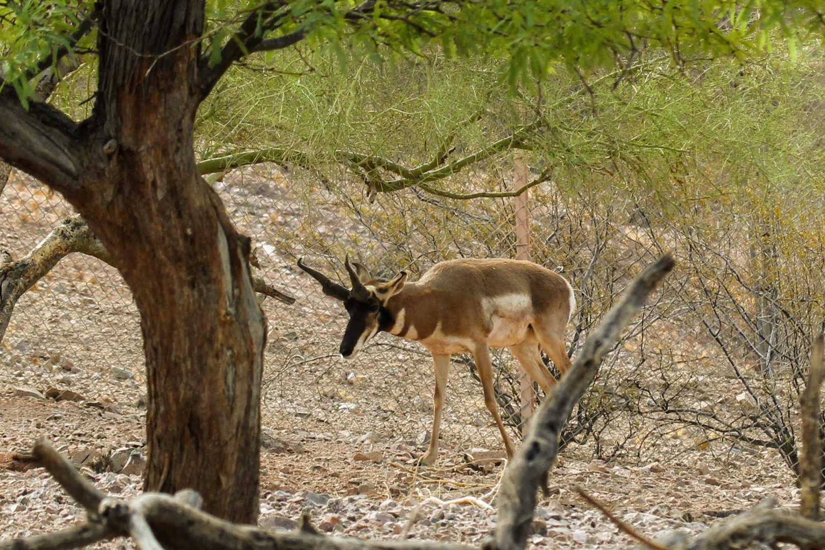 Baja California Pronghorn