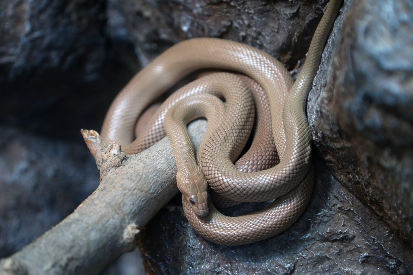 Baja California rat snake (Bogertophis rosaliae)
