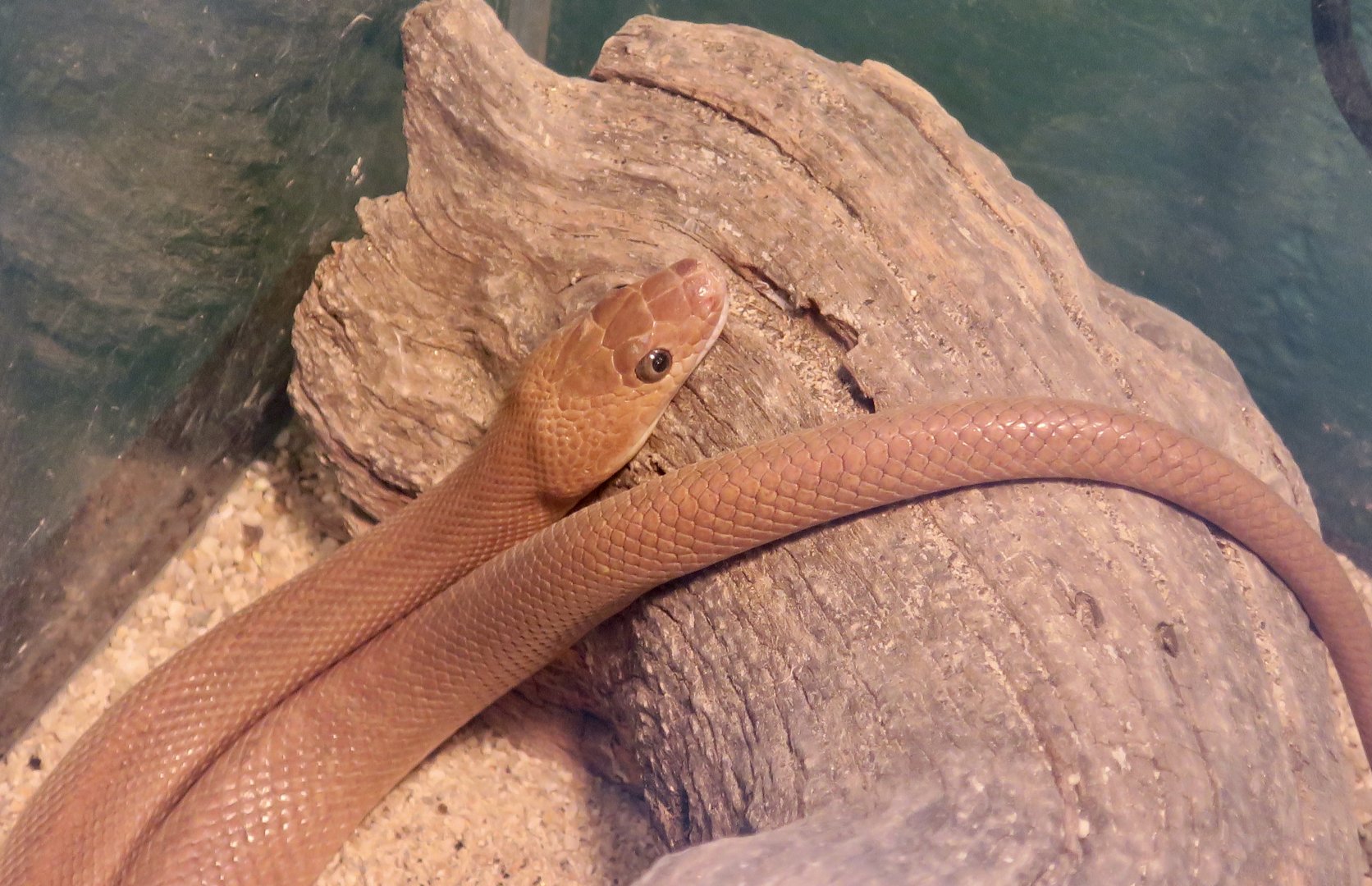 Baja California Rat Snake (Bogertophis rosaliae)
