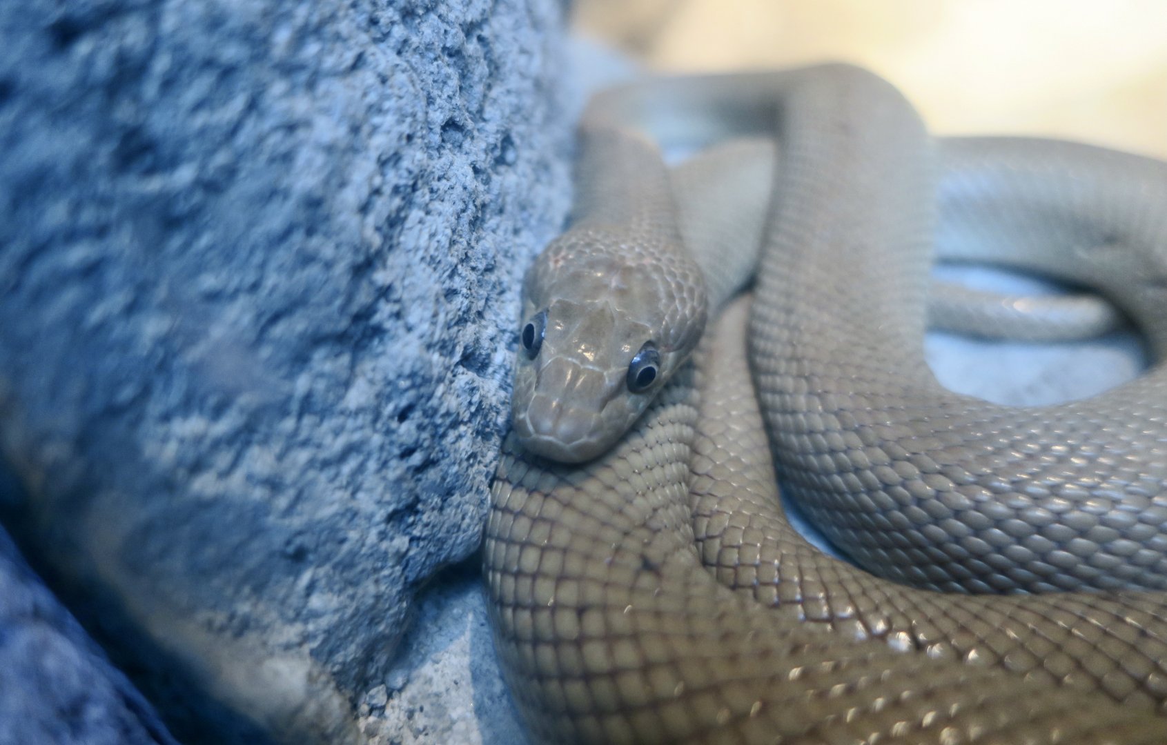 Baja California Rat Snake (Bogertophis rosaliae)