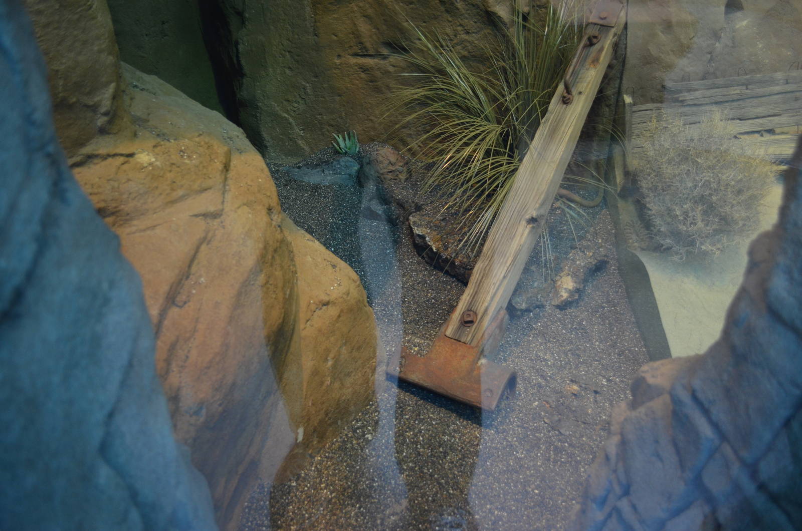 BAJA CALIFORNIA RATSNAKE EXHIBIT