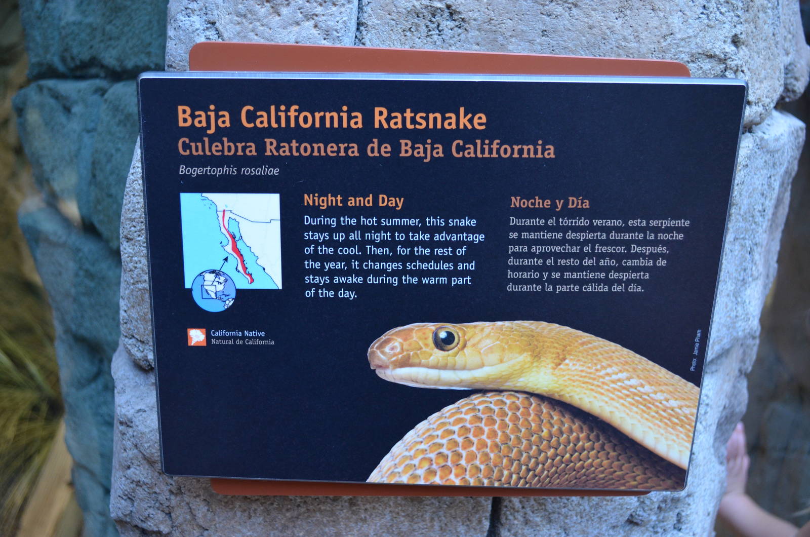 BAJA CALIFORNIA RATSNAKE SIGNAGE