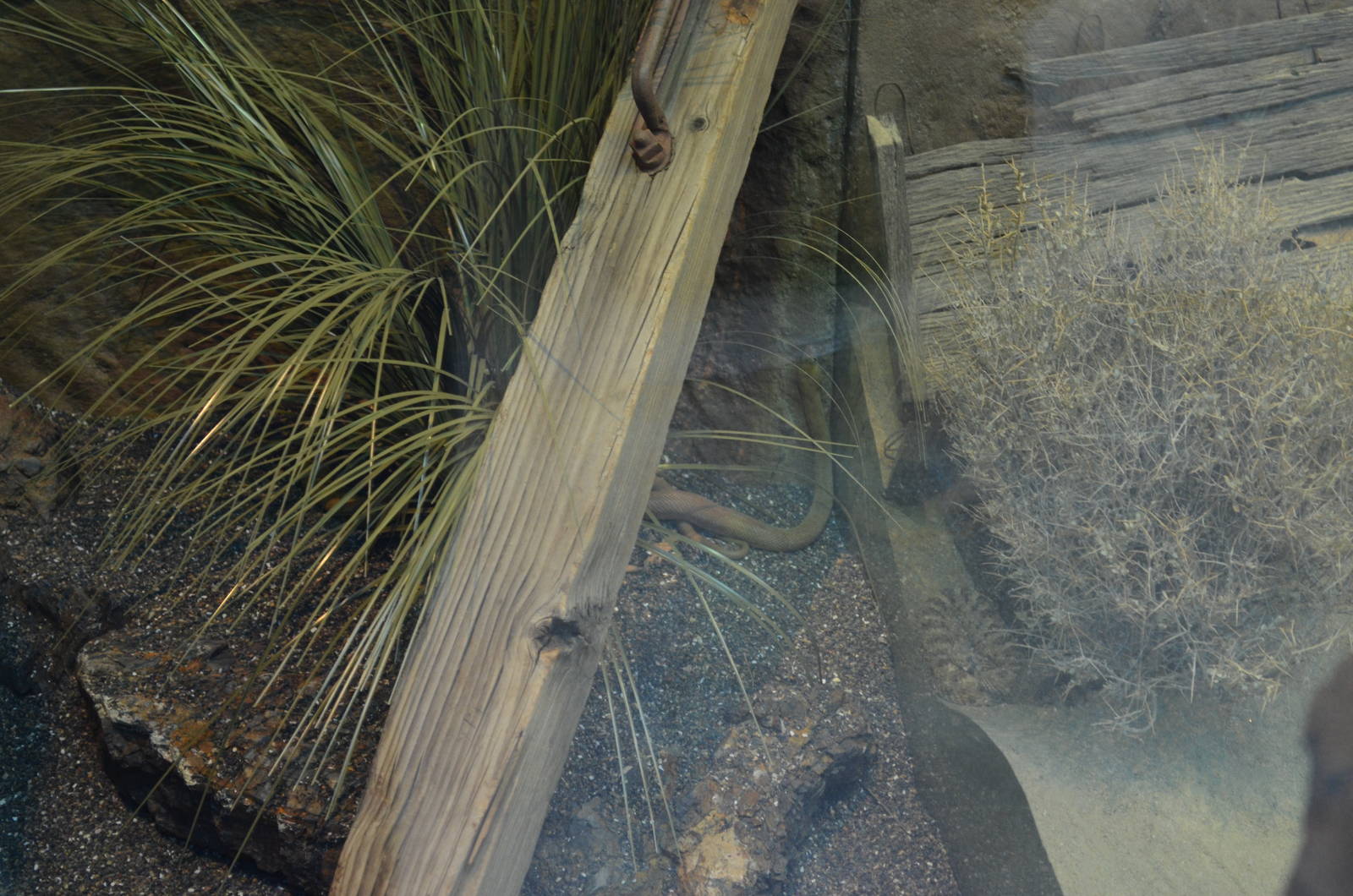 BAJA CALIFORNIA RATSNAKE