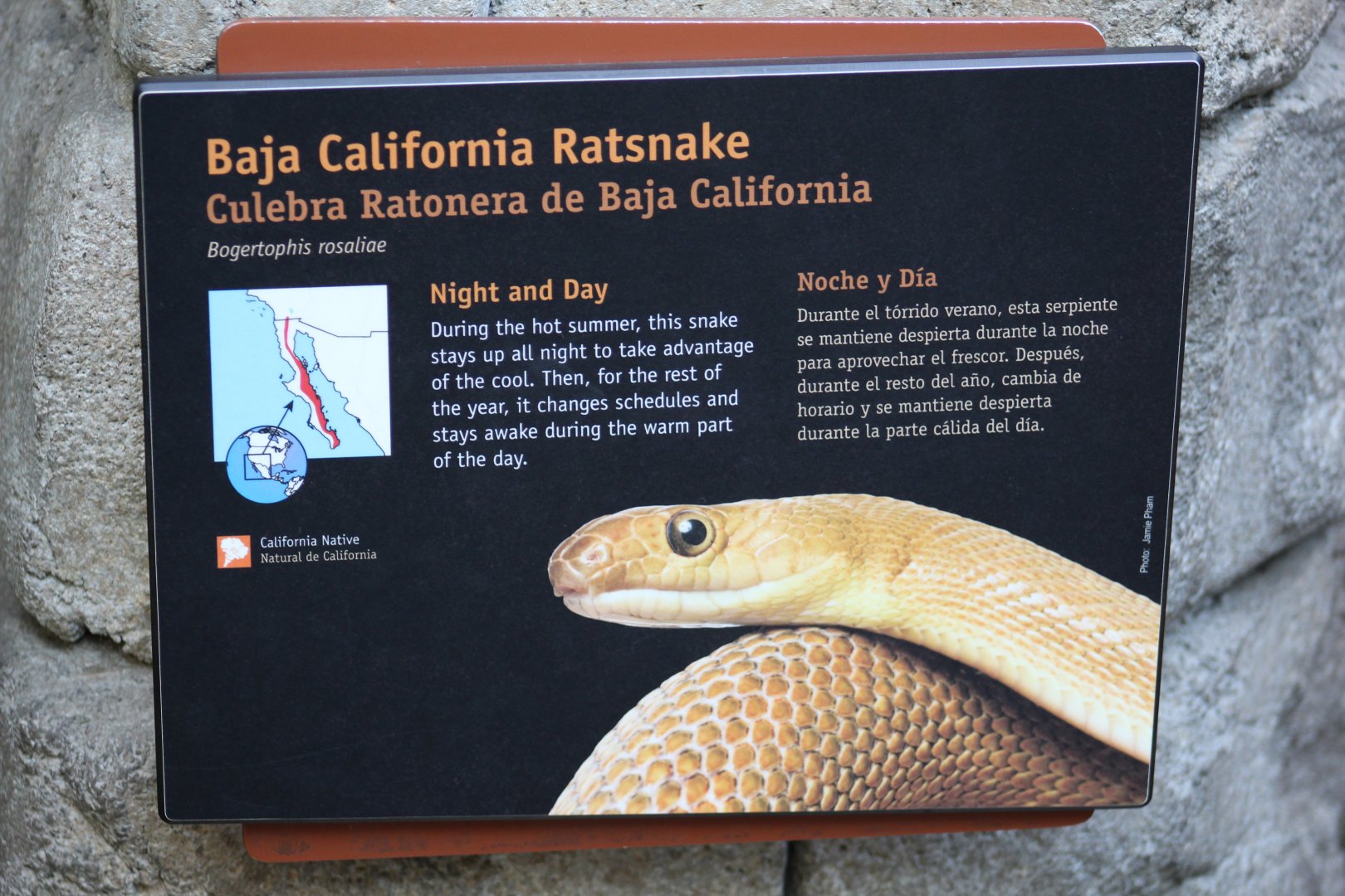 Baja California Ratsnake