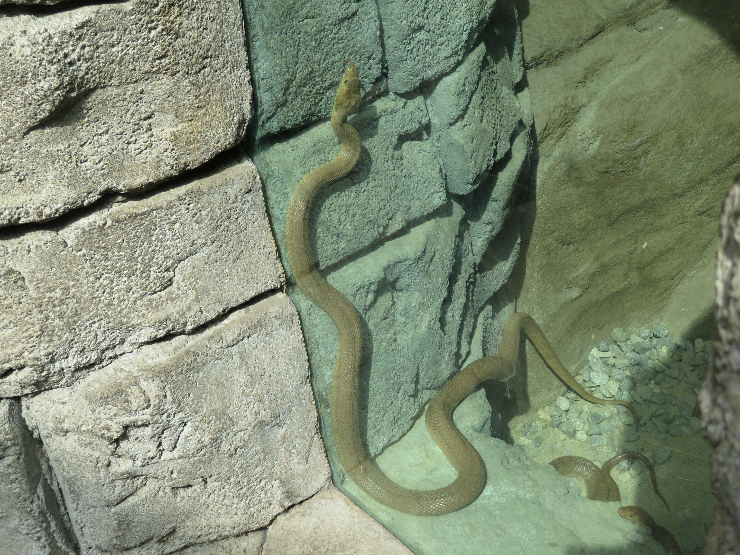 Baja California Ratsnake