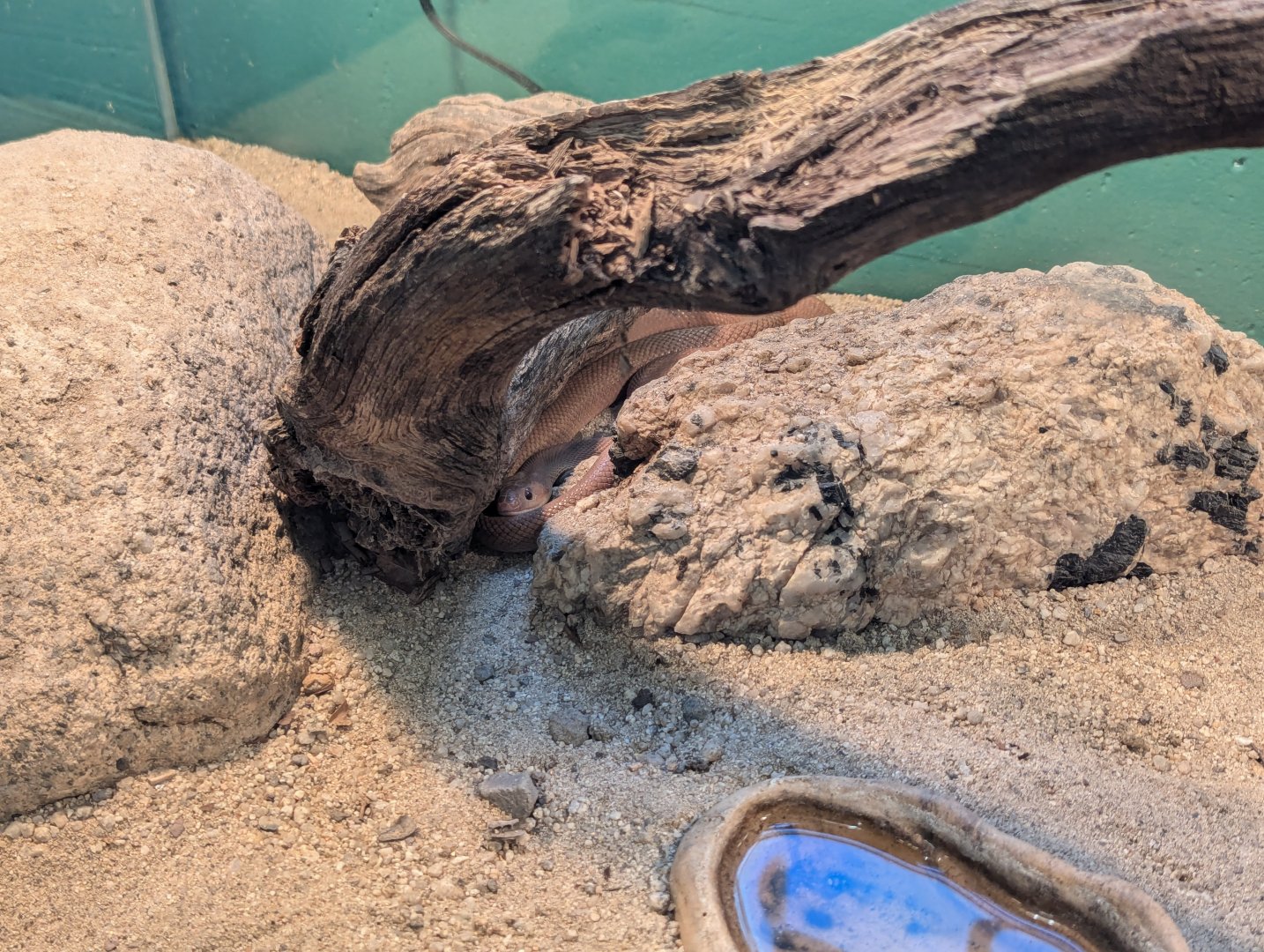 Baja California Ratsnake