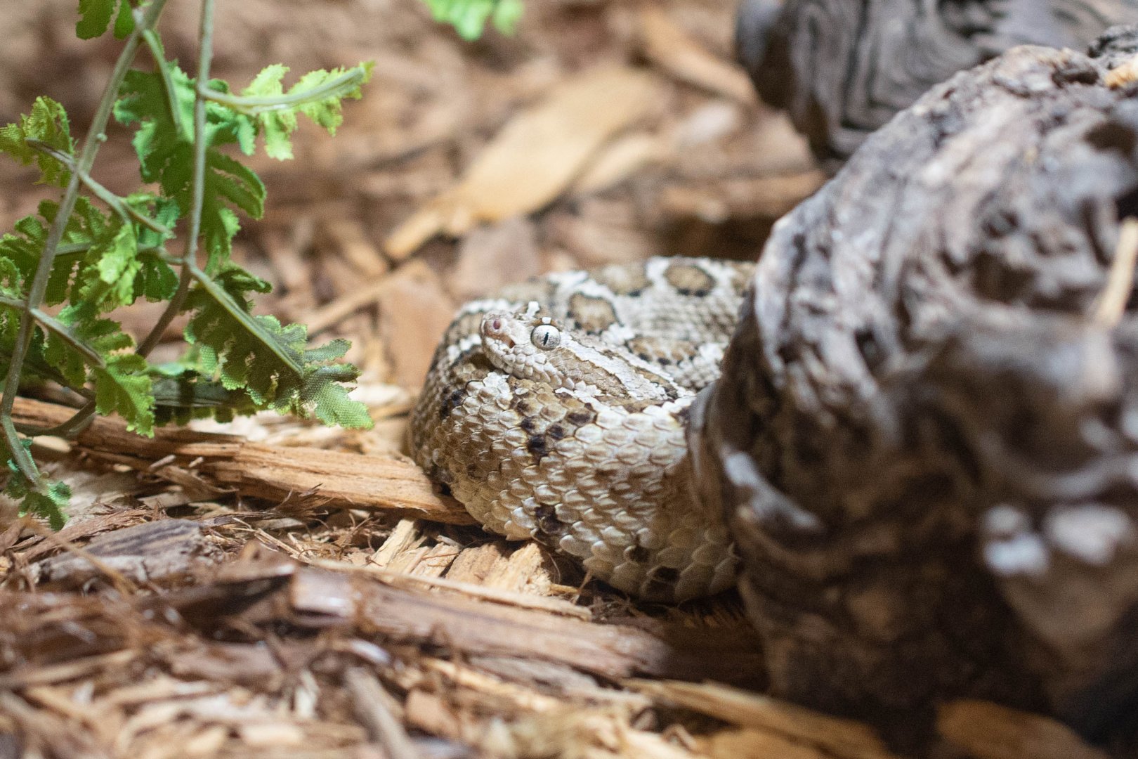 Baja California Rattlesnake- Crotalus enyo