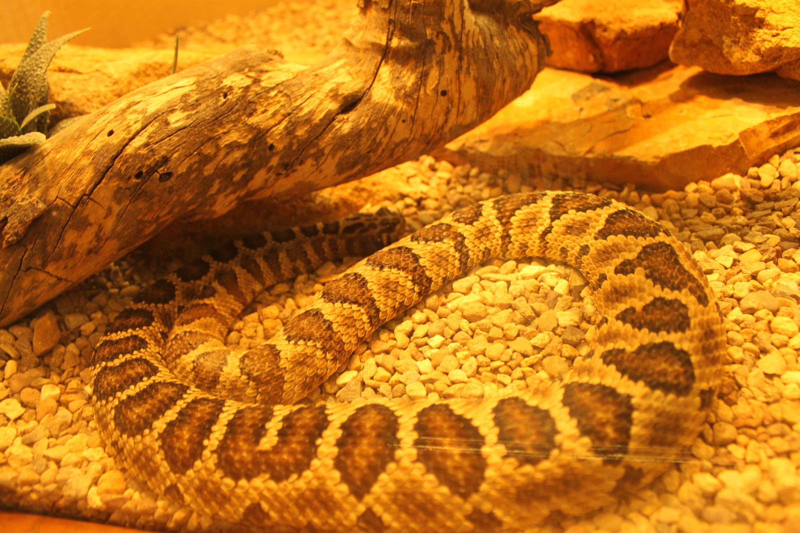 Baja California Rattlesnake