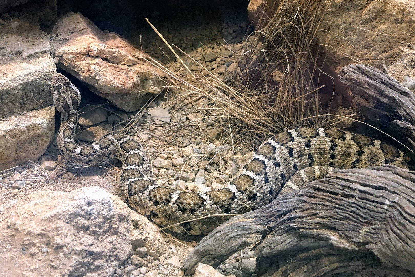 Baja California Rattlesnake
