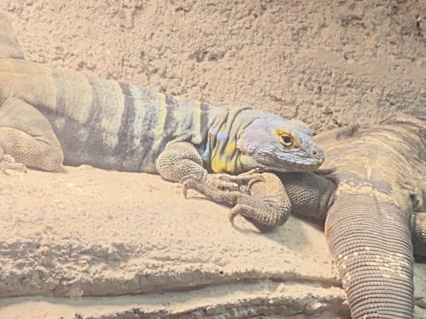 Baja California rock lizard 040324