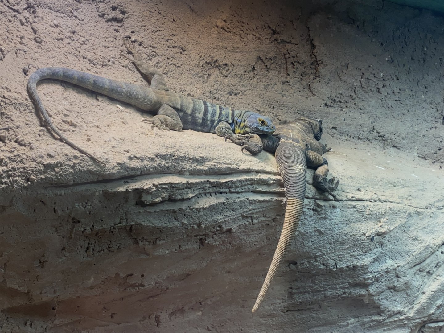 Baja California rock lizard and Chuckwalla 040324