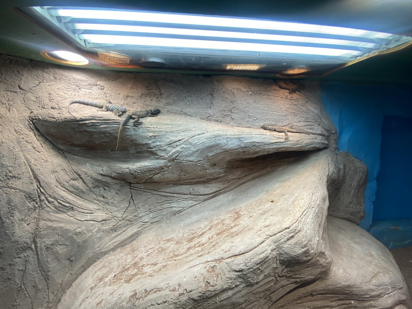 Baja California Rock lizard/Chuckwalla exhibit 040324