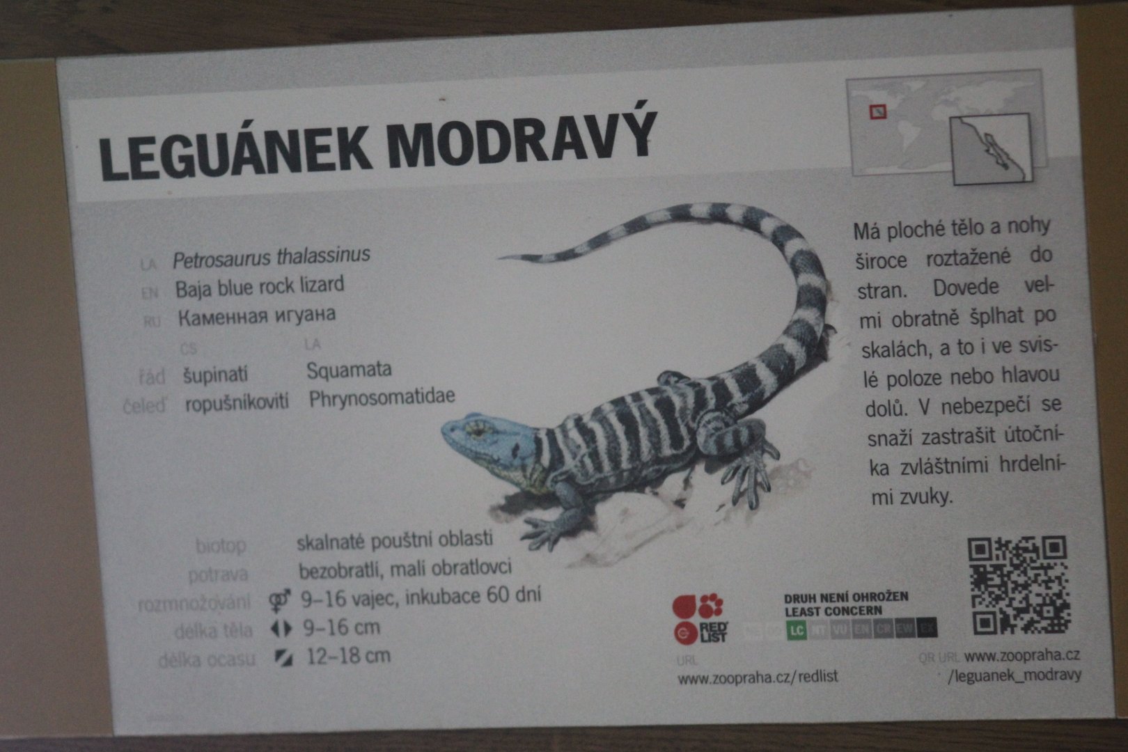 Baja California Rock Lizard Signage