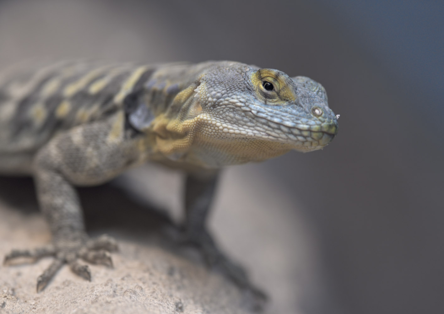 Baja California rock lizard