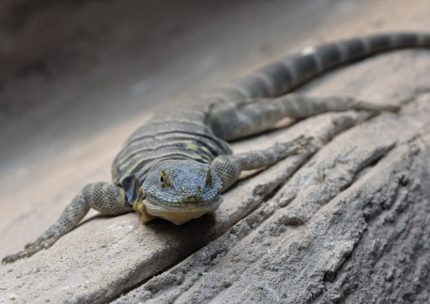 Baja California rock lizard