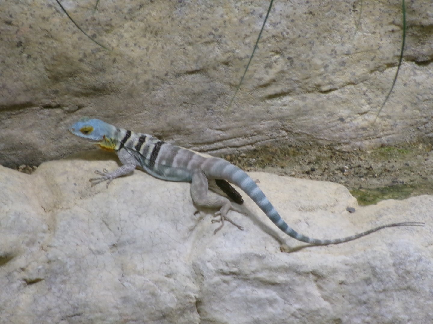 Baja California rock lizard