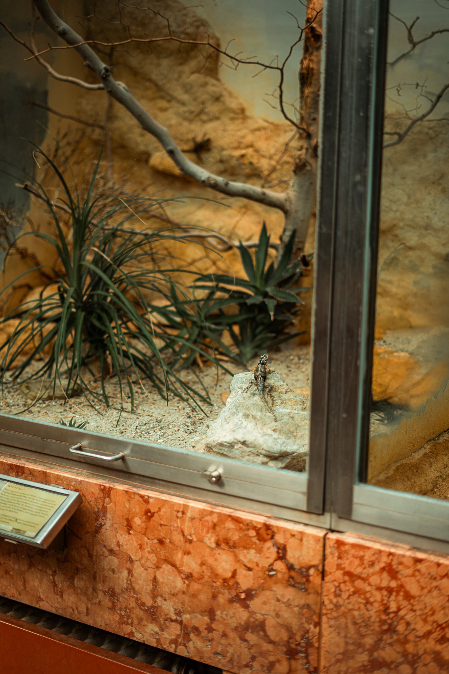 Baja California rock lizard