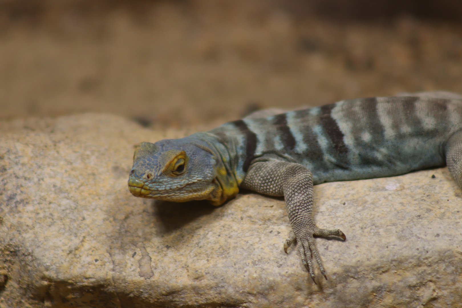 Baja California Rock Lizard