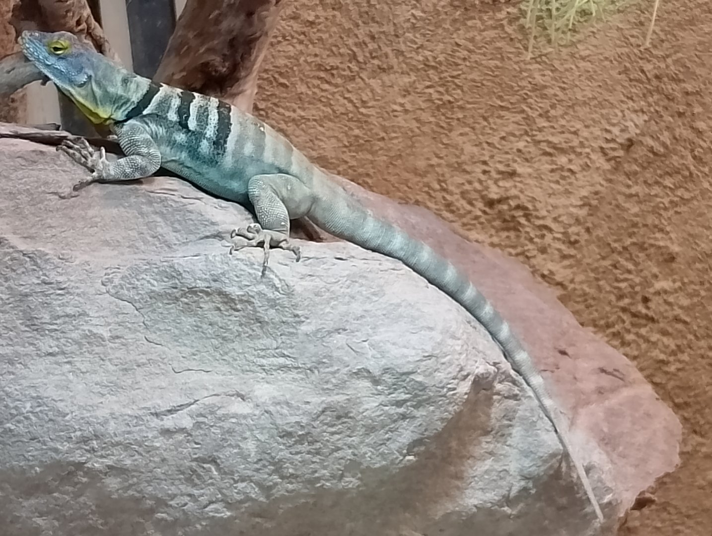Baja California rock lizard