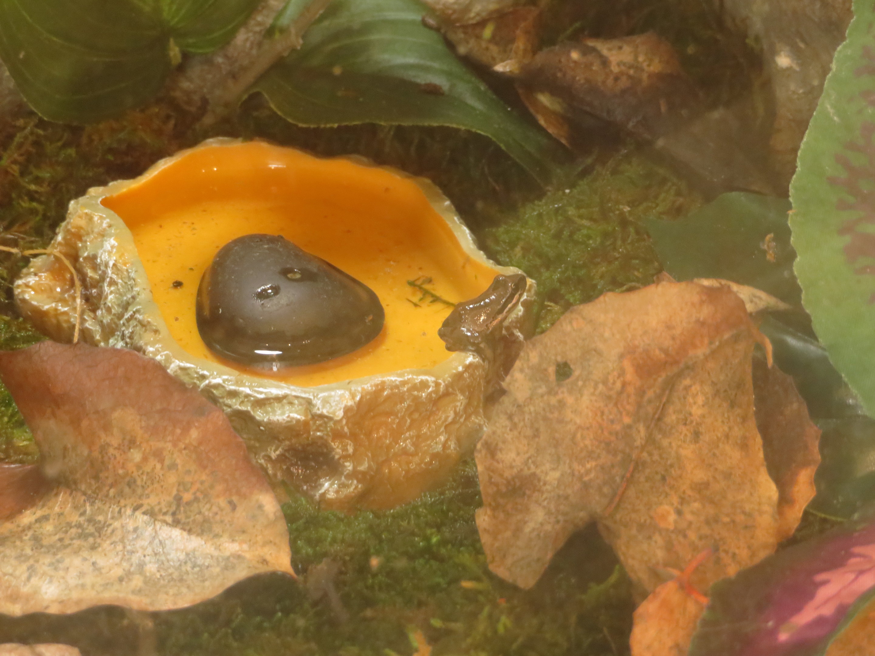 Baja California Tree Frog