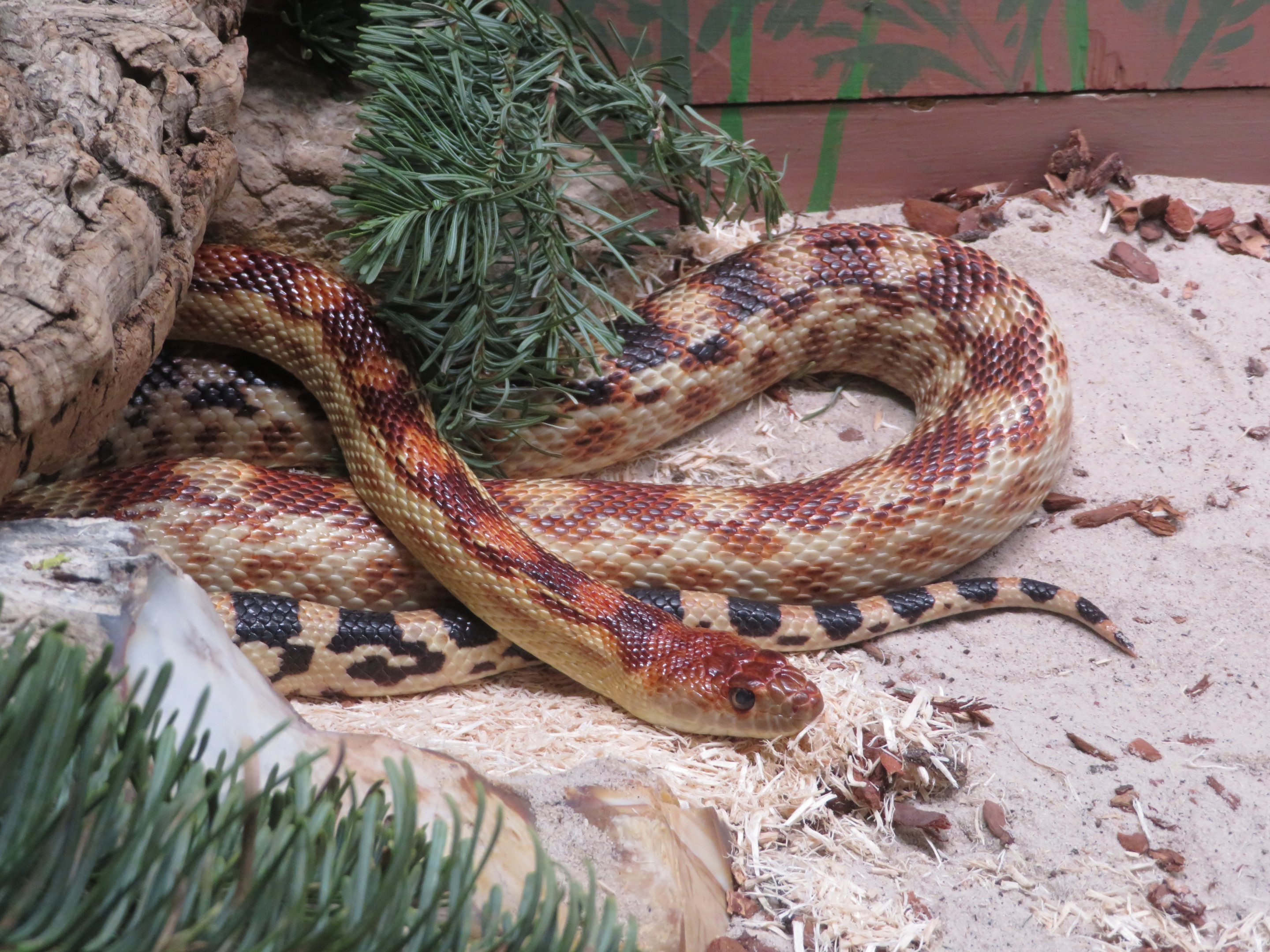 Baja Gopher Snake