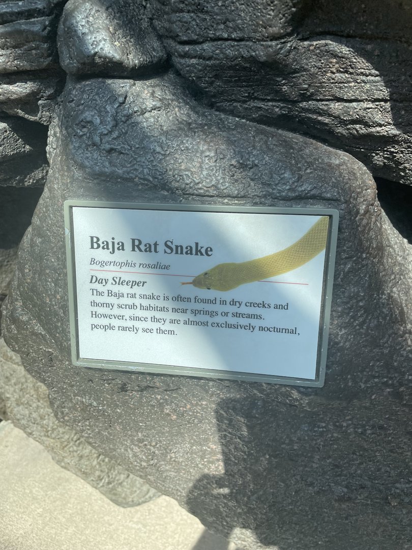 Baja Rat Snake Signage