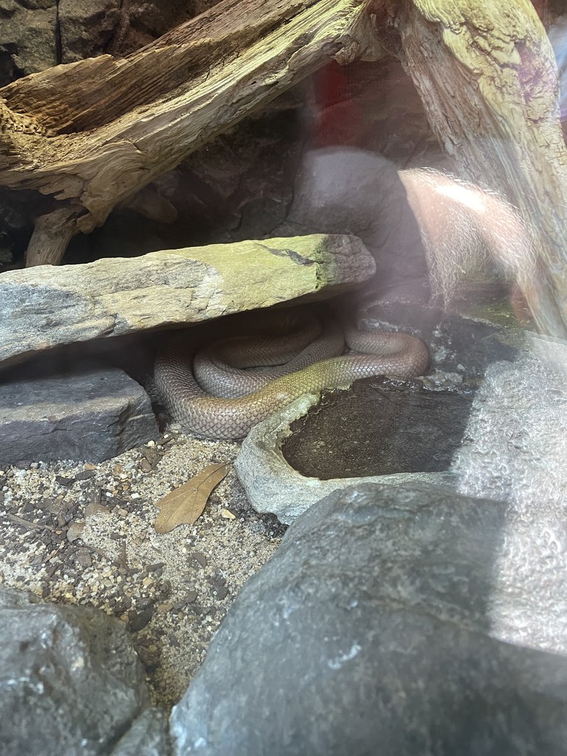 Baja Rat Snake