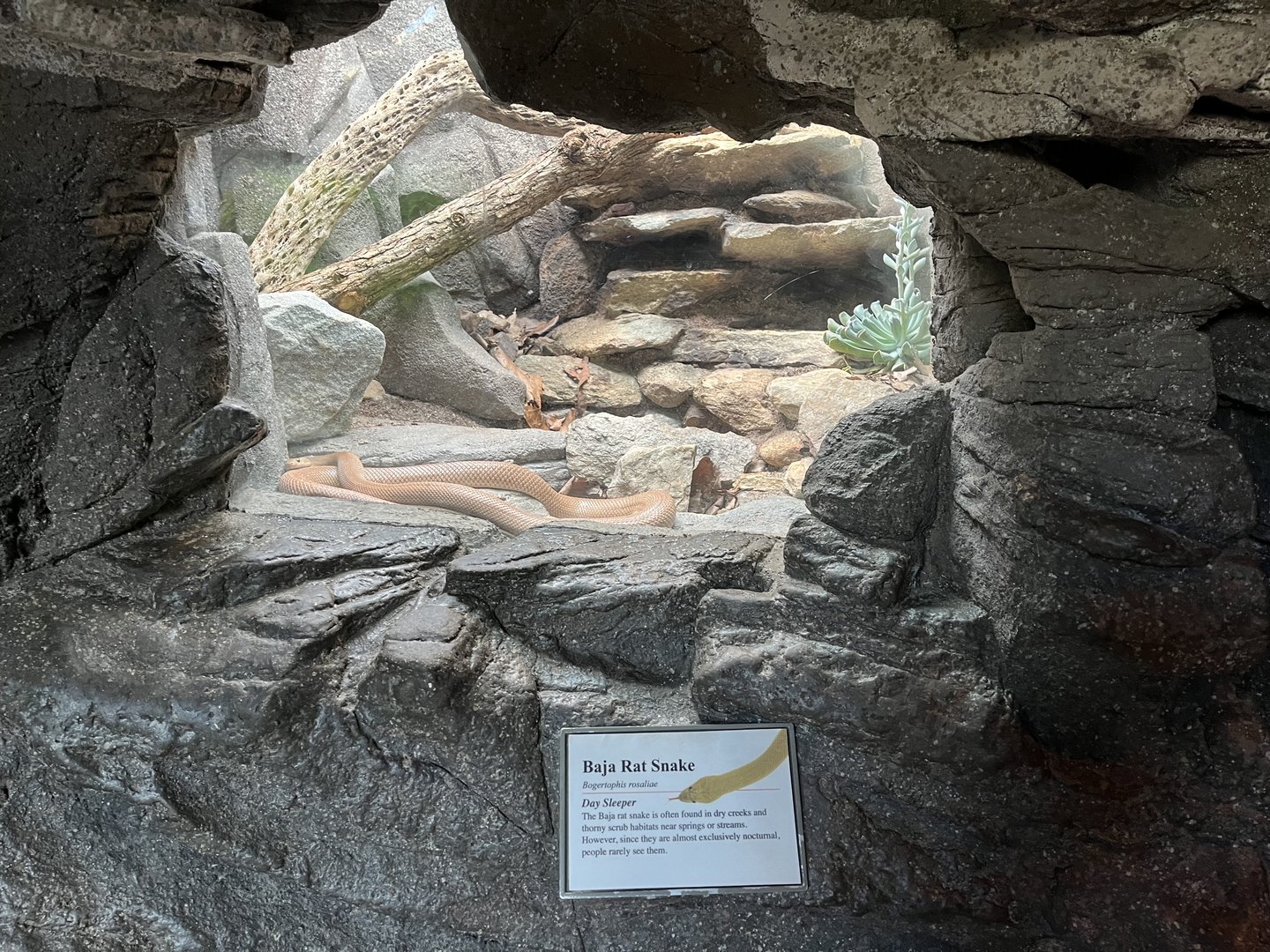 Baja Ratsnake moved to old Rattlesnake Terrarium