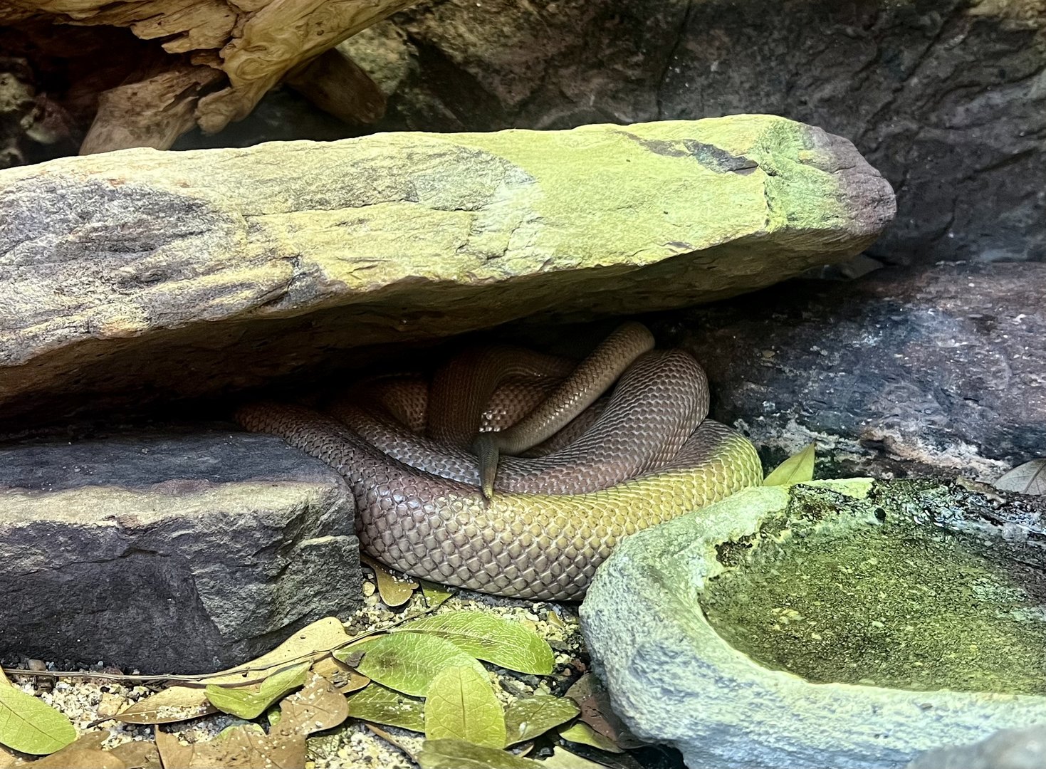 Baja Ratsnake