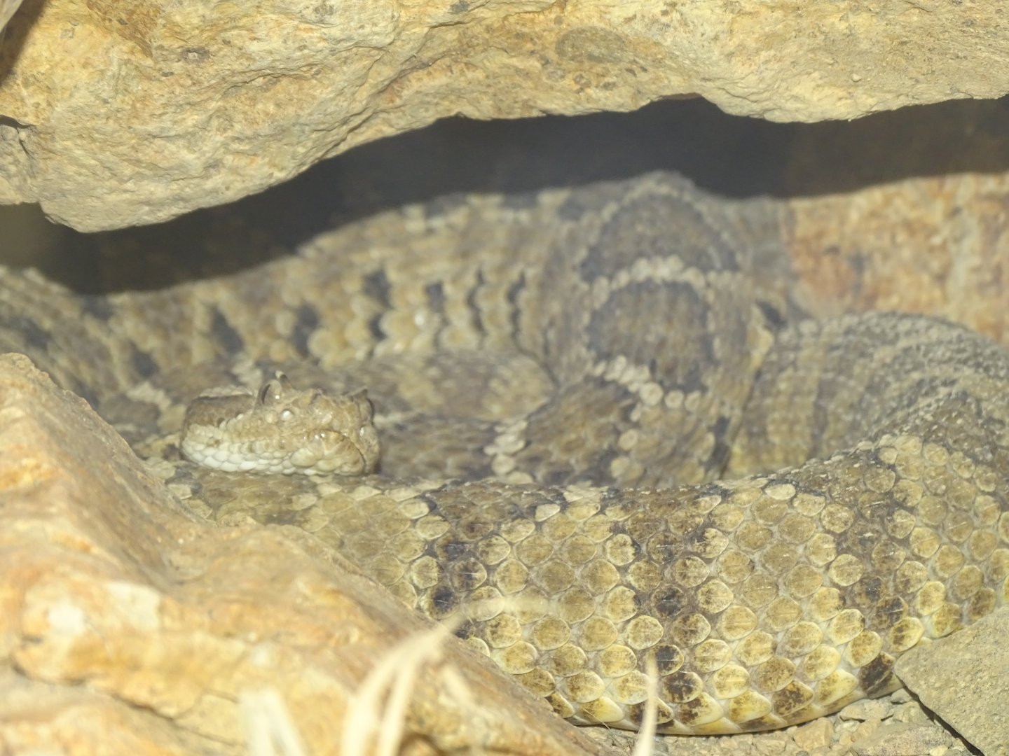 Baja rattlesnake (Crotalus enyo)