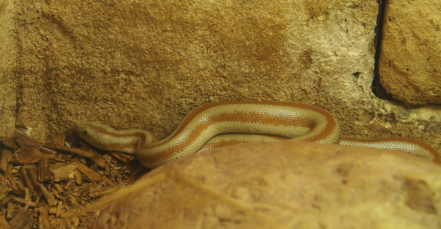 Baja rosy boa (Lichanura trivirgata saslowi), 2019-12-30