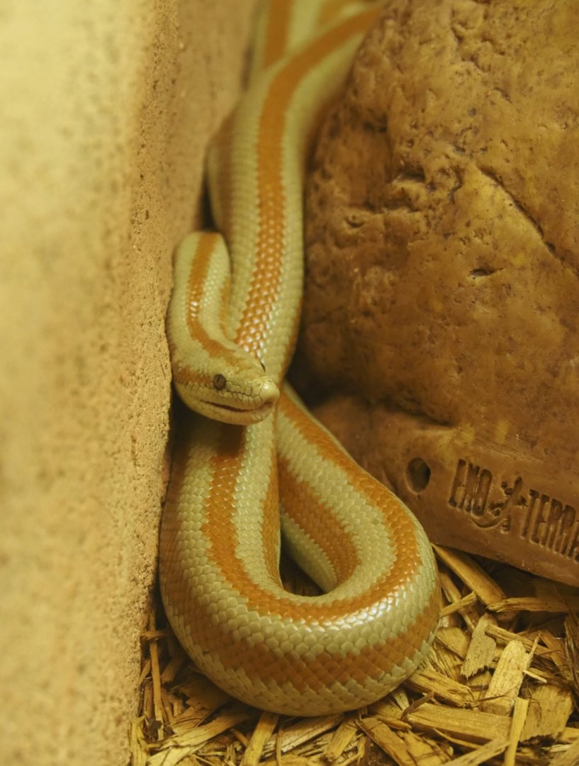 Baja rosy boa (Lichanura trivirgata saslowi), 2020-05-24