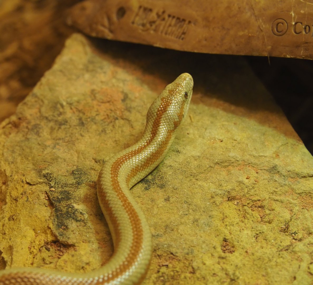 Baja rosy boa (Lichanura trivirgata saslowi), 2020-06-28