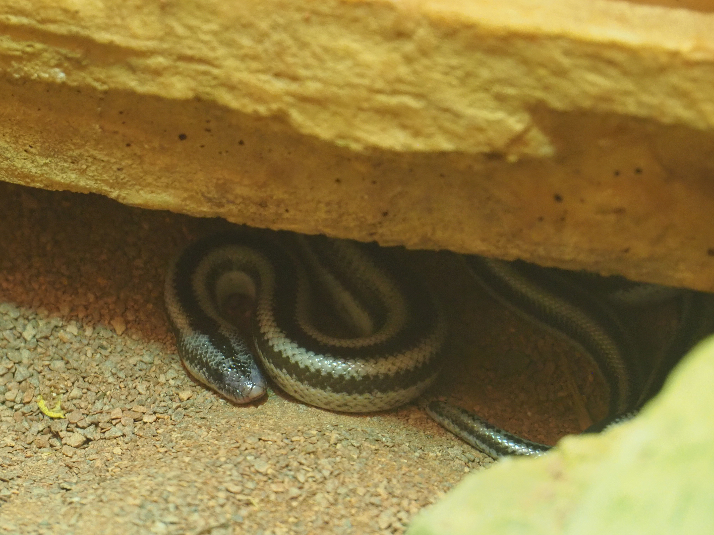 Baja rosy boa (Lichanura trivirgata saslowi), 2020-06-28