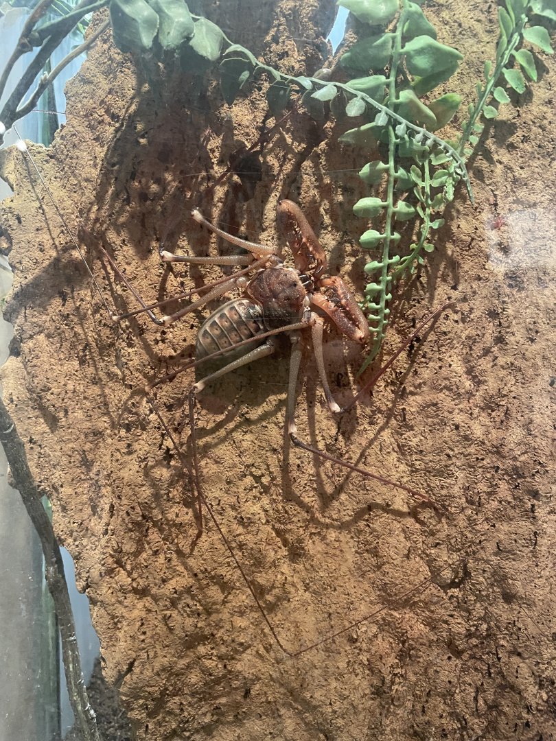 Baja Whipspider