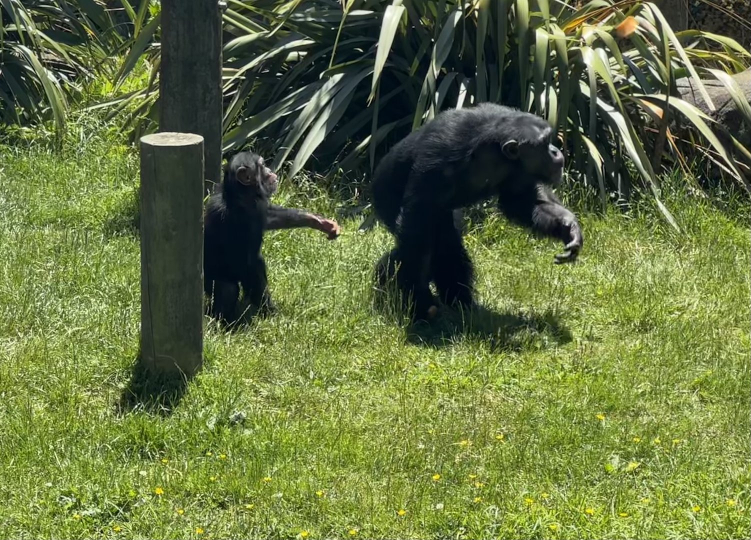Bakari and Akida (Brothers)
