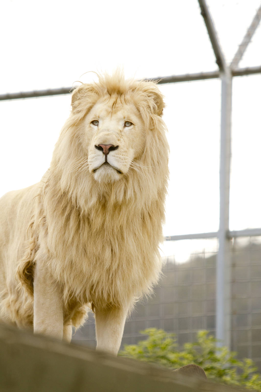 Bakari, White lion at Zoodoo