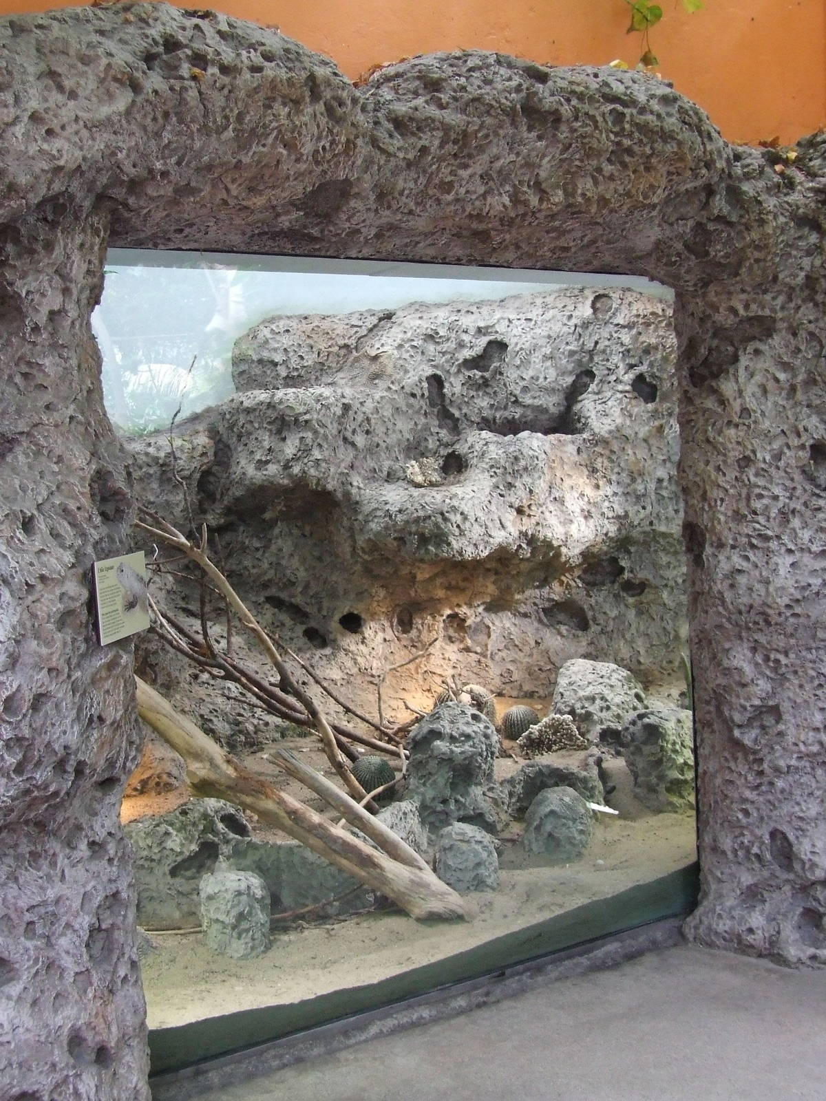 Baker's Spiny-tailed Iguana exhibit, Oceanium