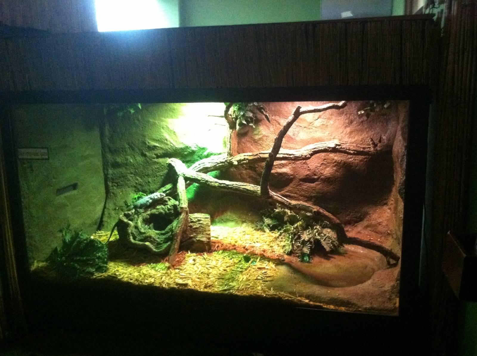 Baker's Spiny-Tailed Iguana