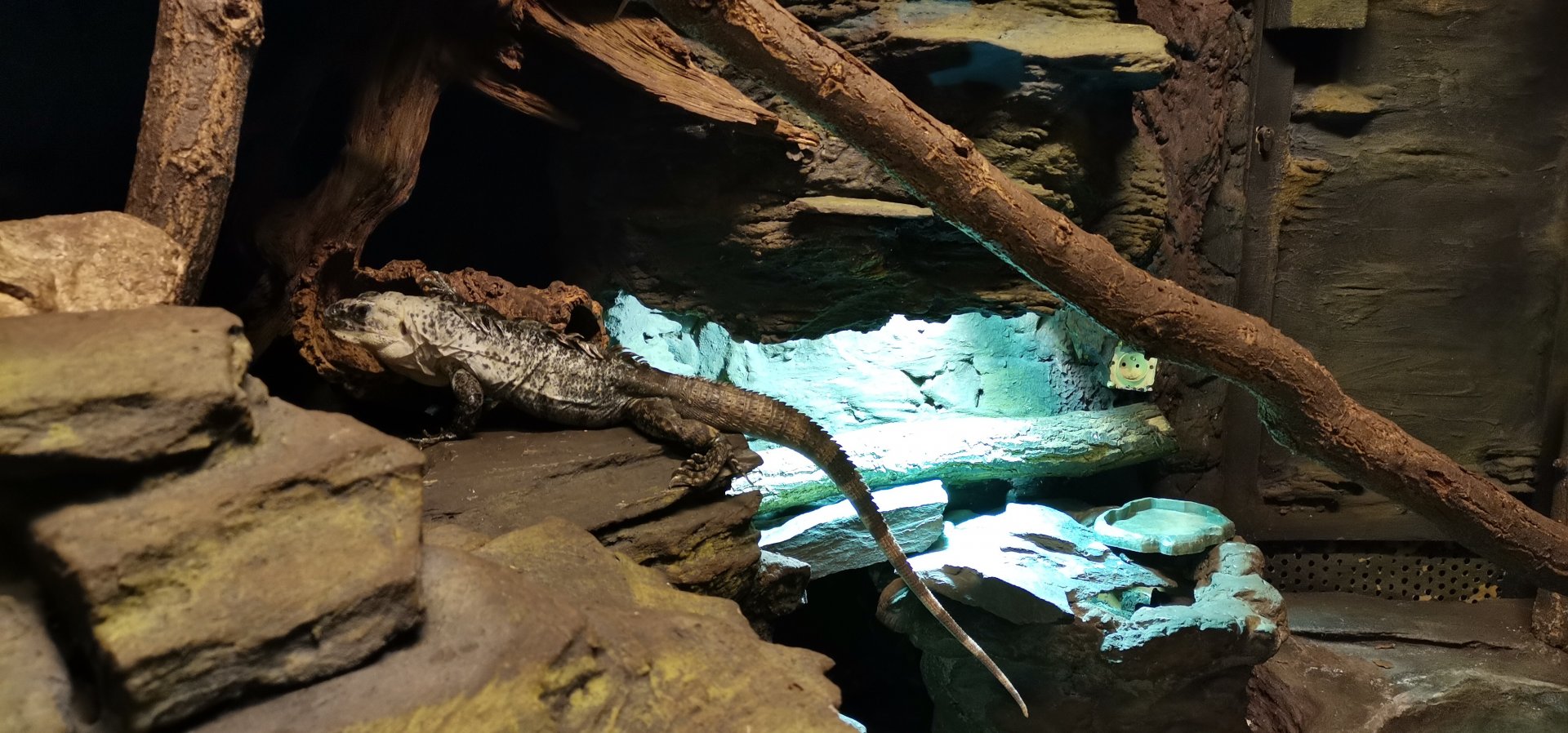 Baker's spinytail iguana