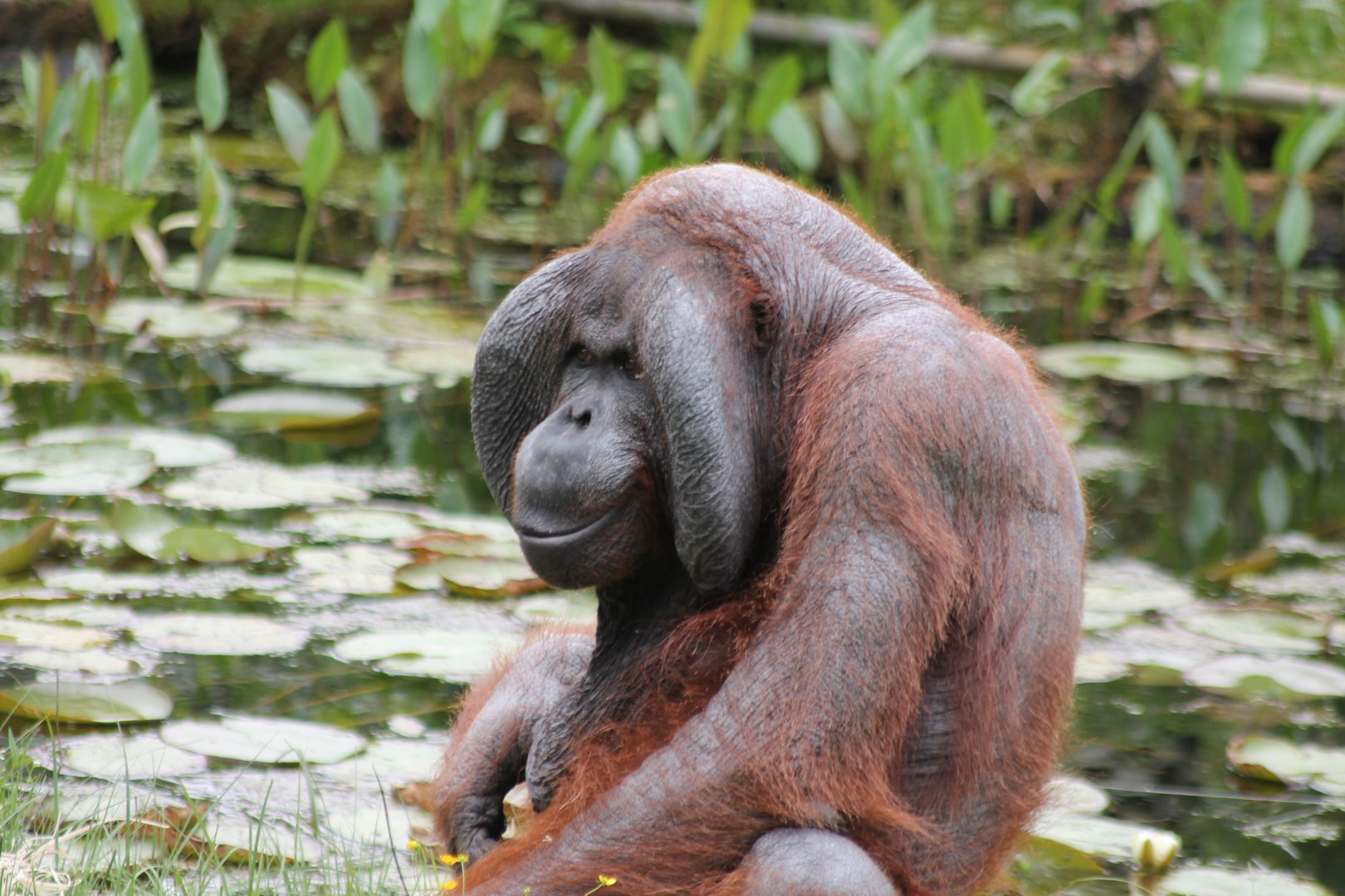 Bako at Borås Djurpark