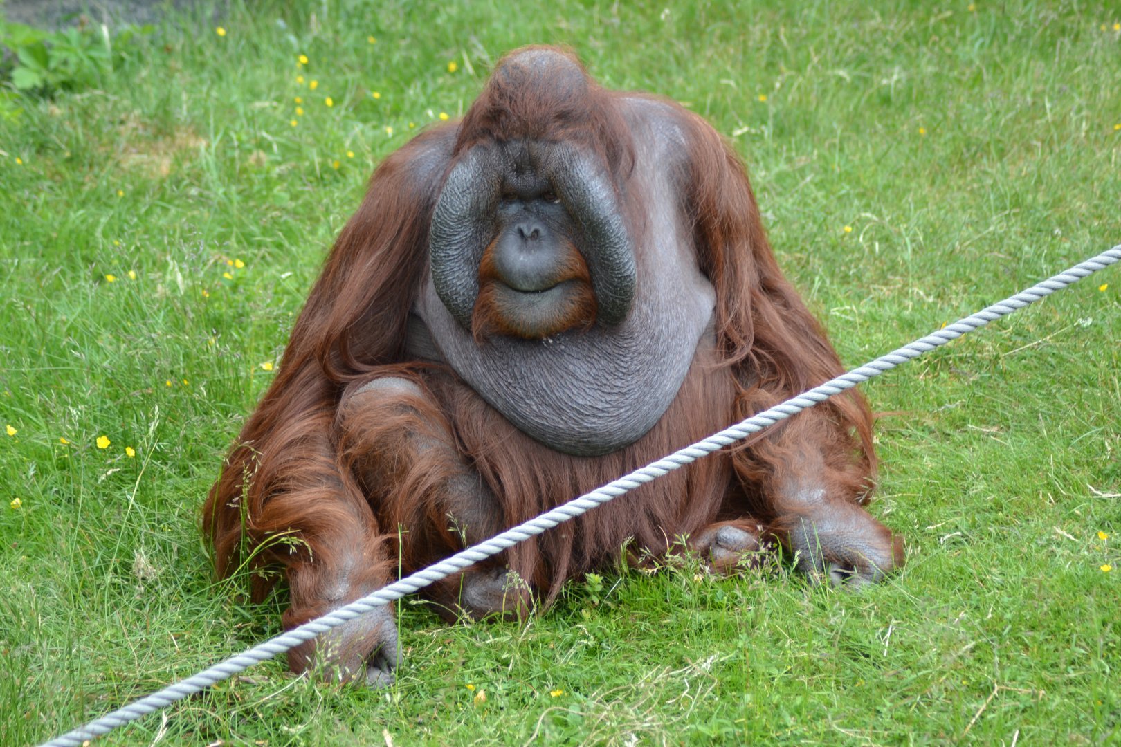 Bako the orangutan
